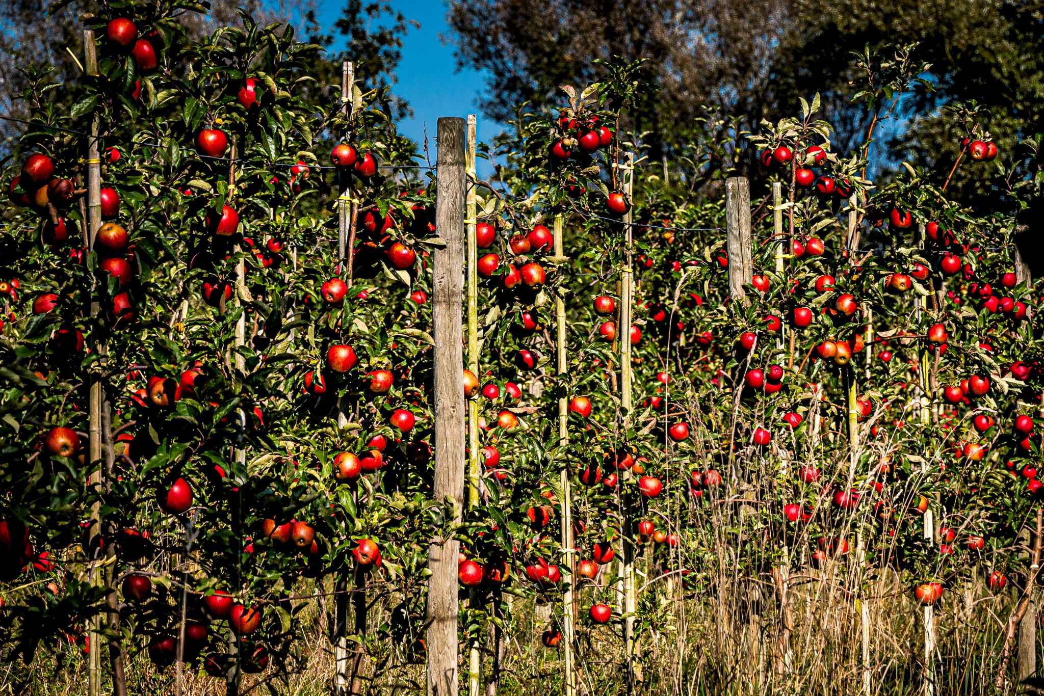 Landwirtschaft