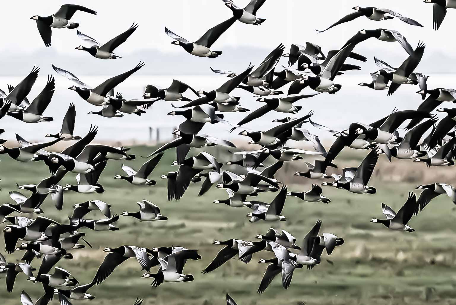 Gänse