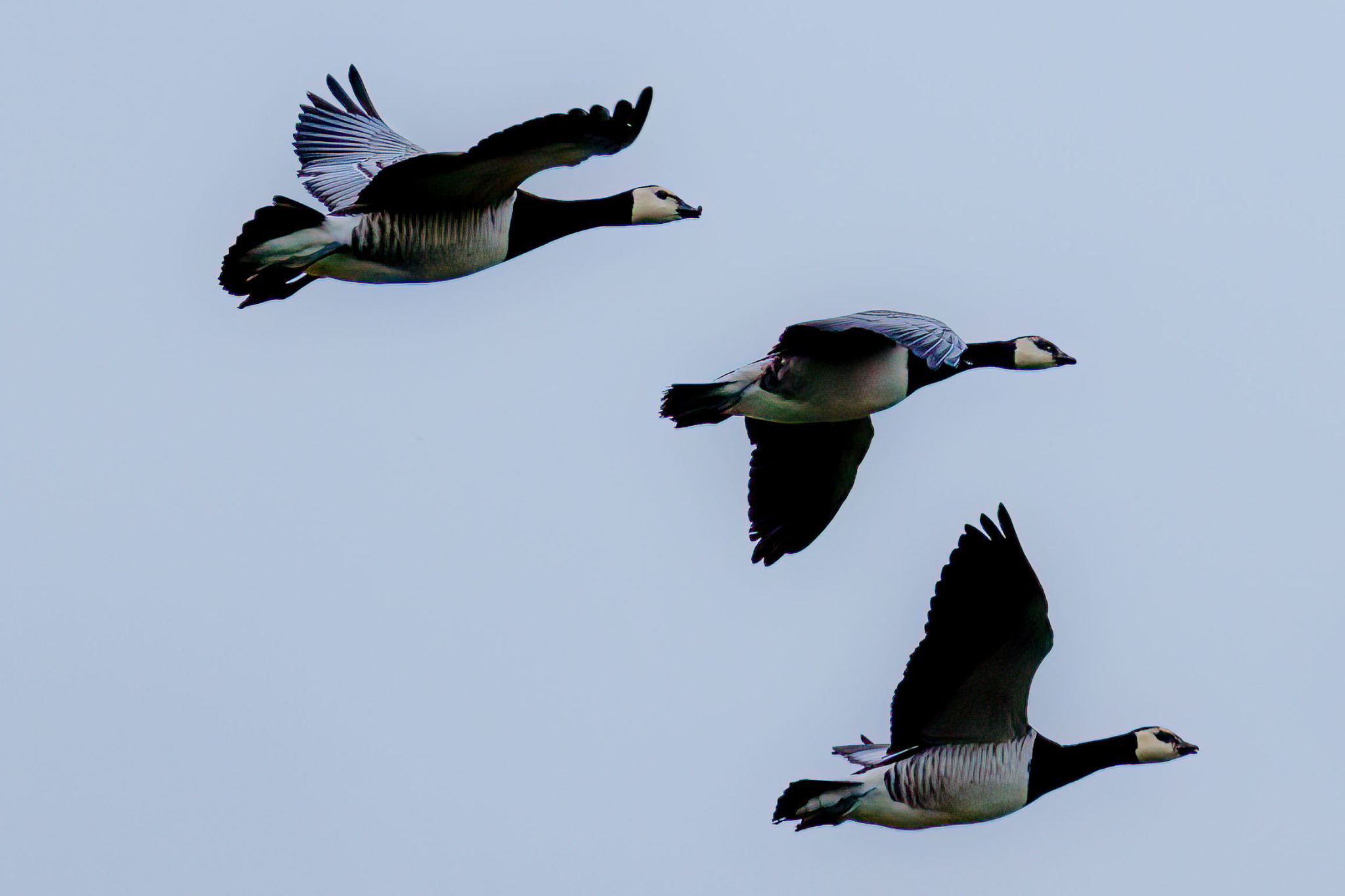 Gänse