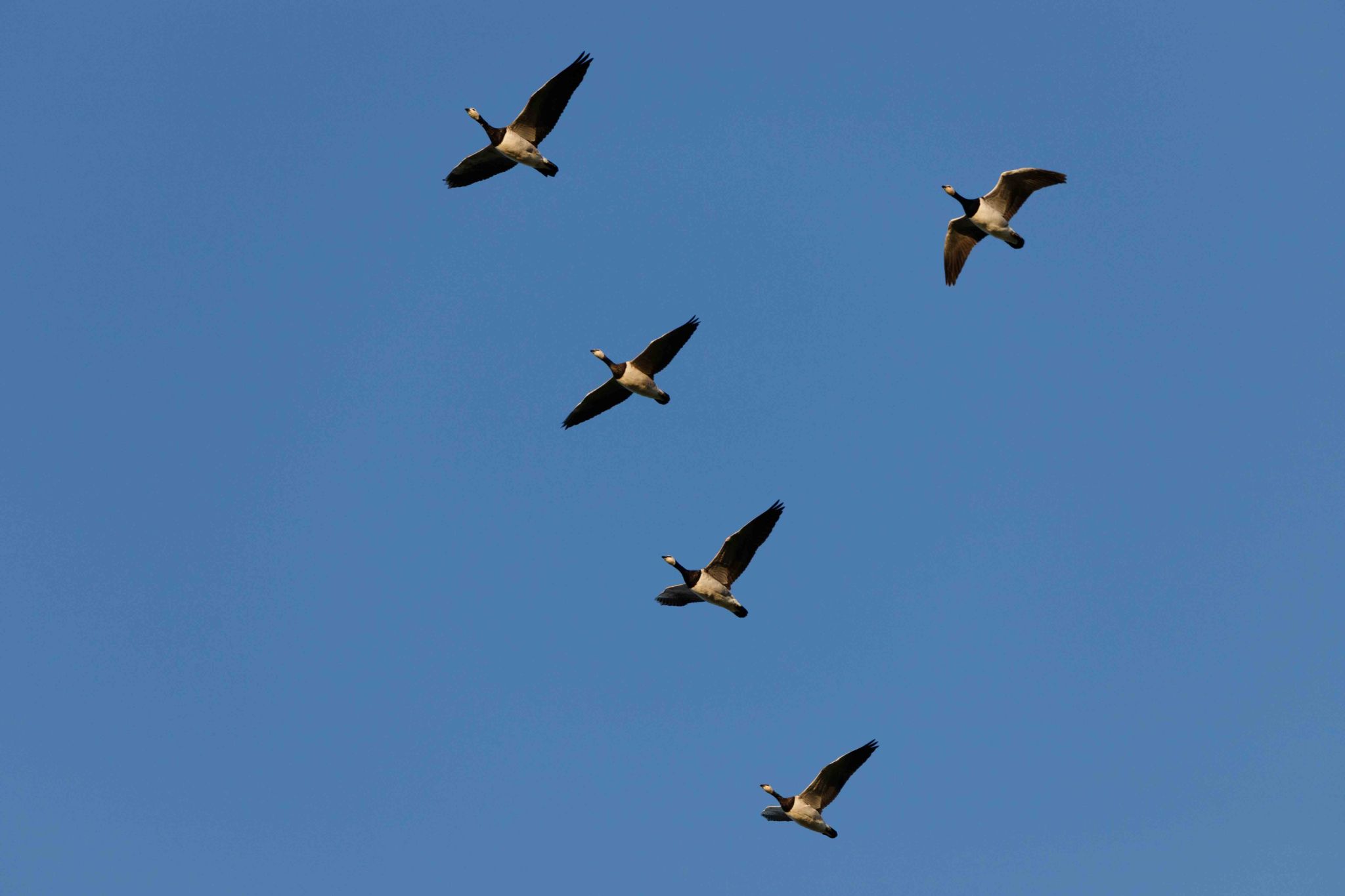 Gänse