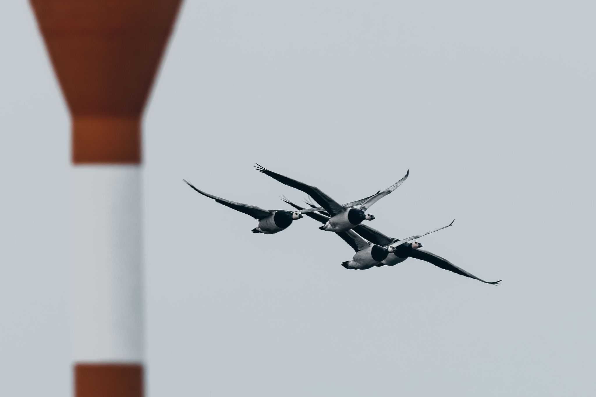 Gänse