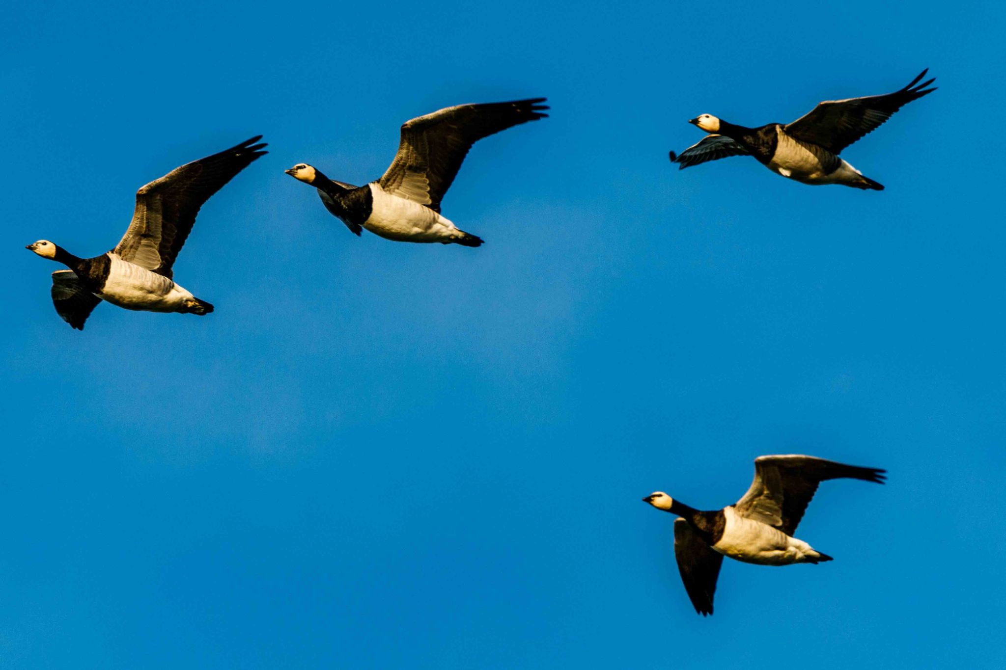 Gänse