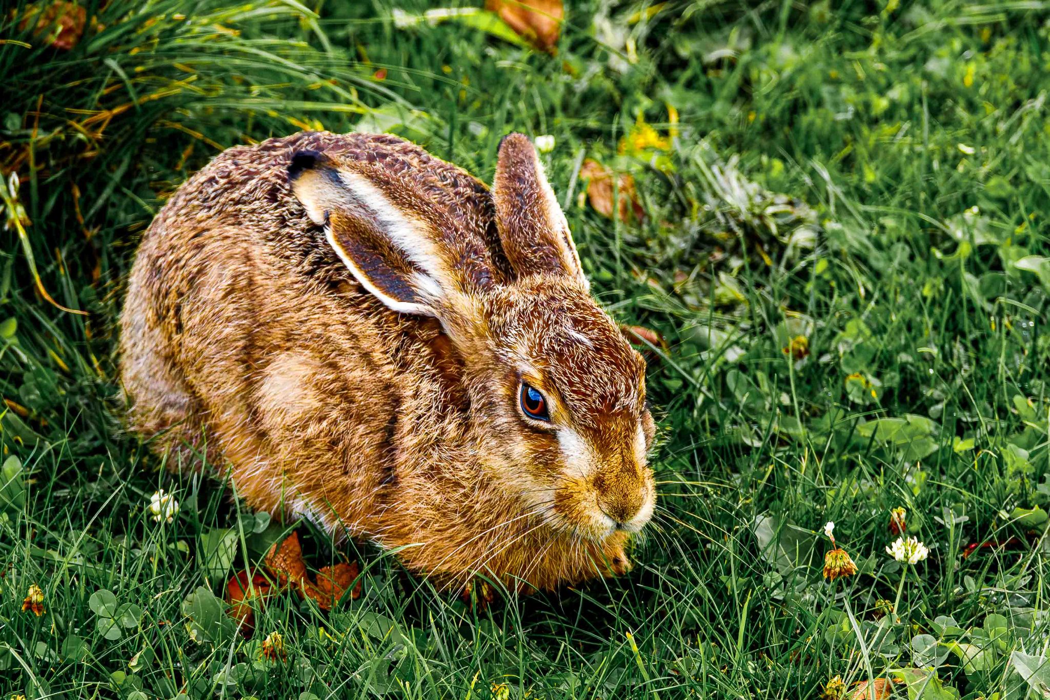 Hase