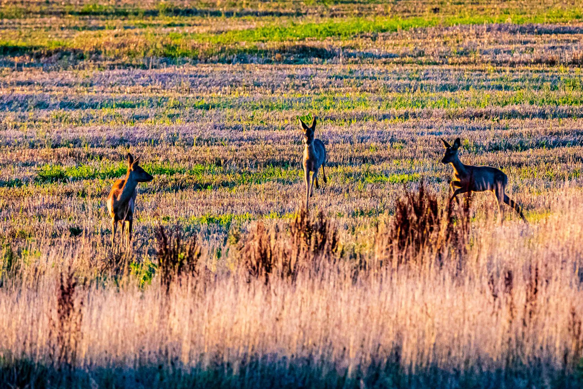 Rehe am Medembogen